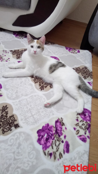 Tekir Kedi, Kedi  VERA fotoğrafı