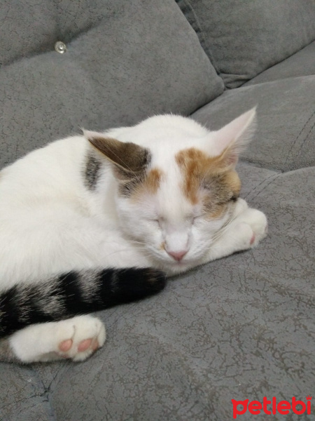 Tekir Kedi, Kedi  VERA fotoğrafı