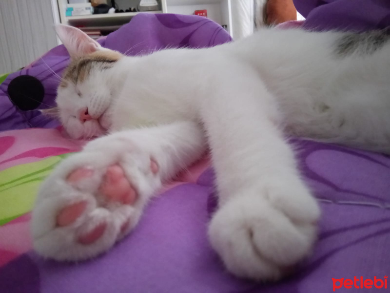 Tekir Kedi, Kedi  VERA fotoğrafı