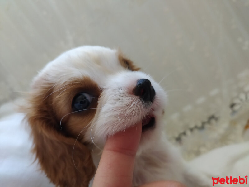 Cavalier King Charles Spanieli, Köpek  Vera fotoğrafı