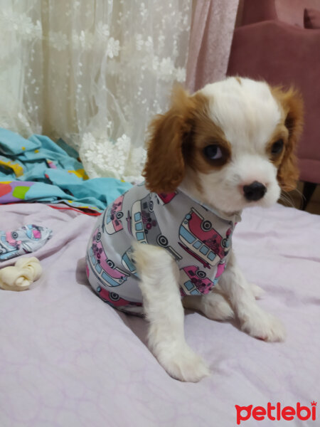 Cavalier King Charles Spanieli, Köpek  Vera fotoğrafı