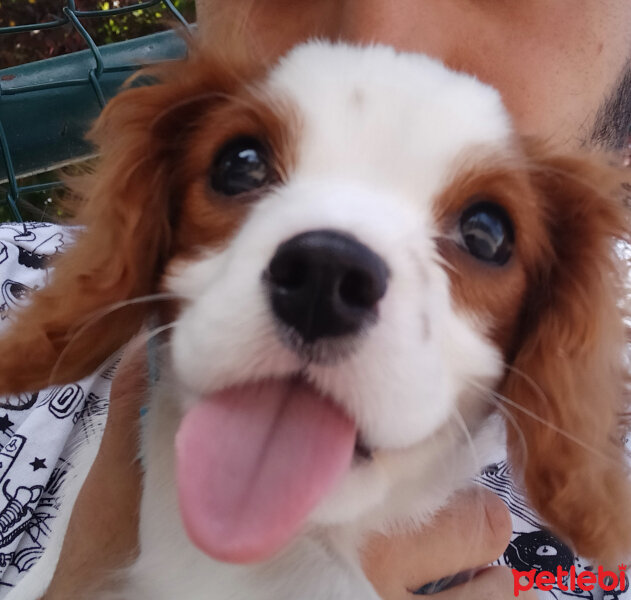 Cavalier King Charles Spanieli, Köpek  Vera fotoğrafı