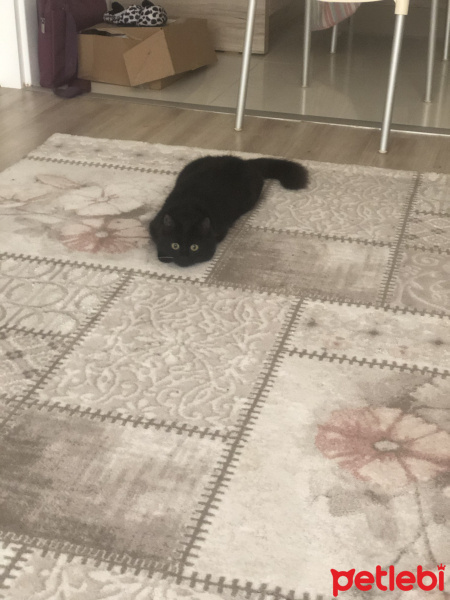 Bombay, Kedi  Coco fotoğrafı