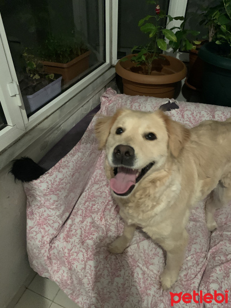 Golden Retriever, Köpek  Lilly fotoğrafı