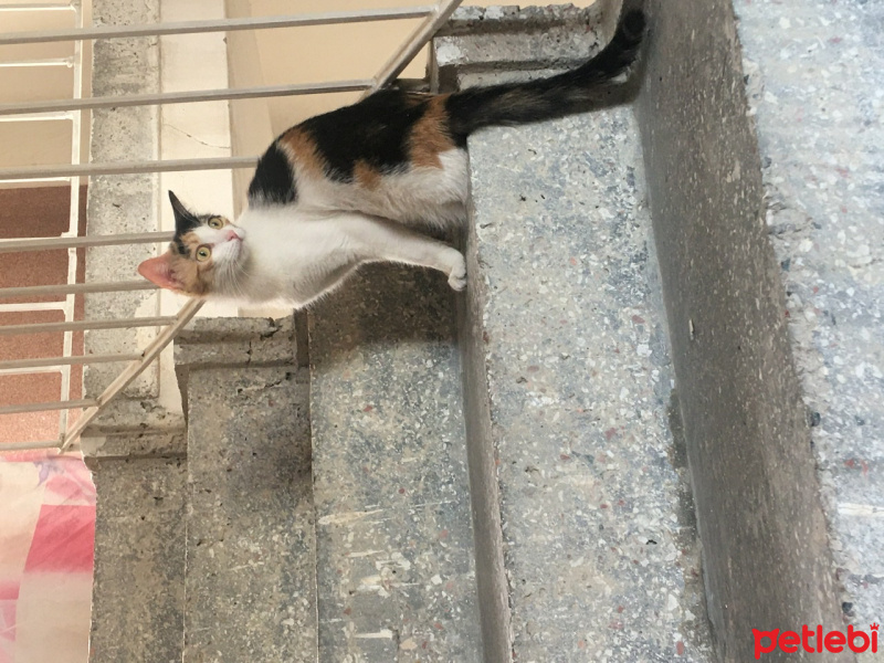 Tekir Kedi, Kedi  Karamel sol patisi yok :( fotoğrafı