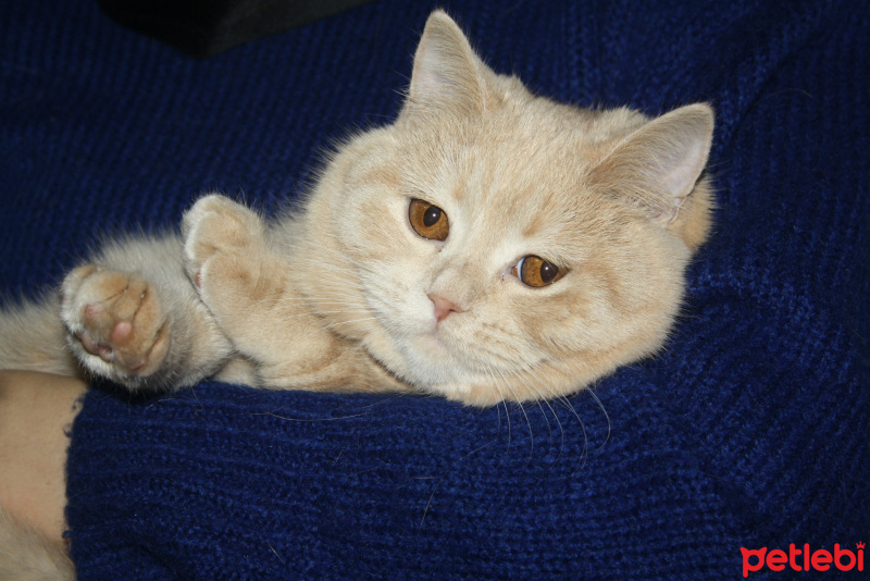 British Shorthair, Kedi  KITE fotoğrafı