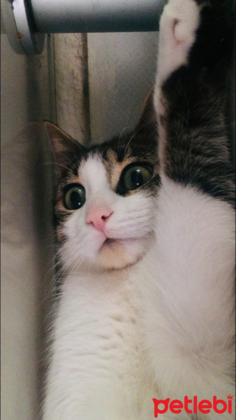 Tekir Kedi, Kedi  Badem fotoğrafı