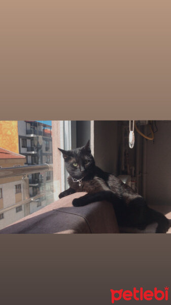 Bombay, Kedi  Lucifer fotoğrafı