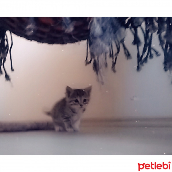 Tekir Kedi, Kedi  Chia fotoğrafı