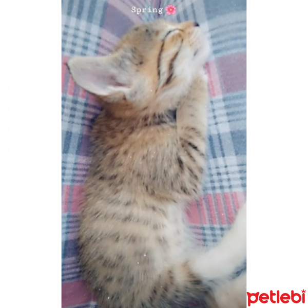 Tekir Kedi, Kedi  Chia fotoğrafı