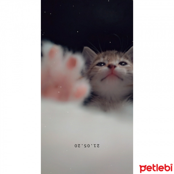 Tekir Kedi, Kedi  Chia fotoğrafı