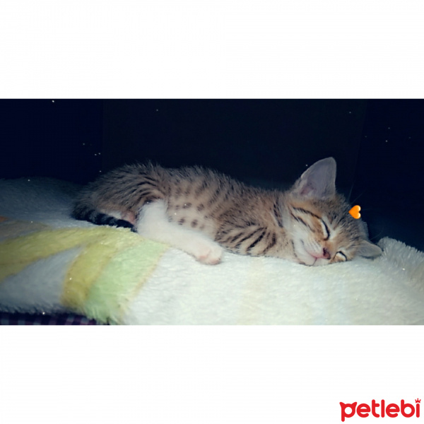 Tekir Kedi, Kedi  Chia fotoğrafı