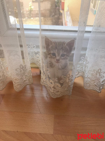 Tekir Kedi, Kedi  Chia fotoğrafı