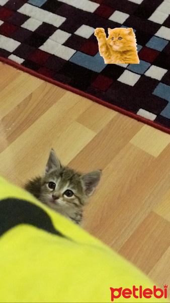 Tekir Kedi, Kedi  Chia fotoğrafı