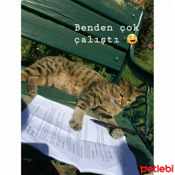 Tekir Kedi, Kedi  Chia fotoğrafı