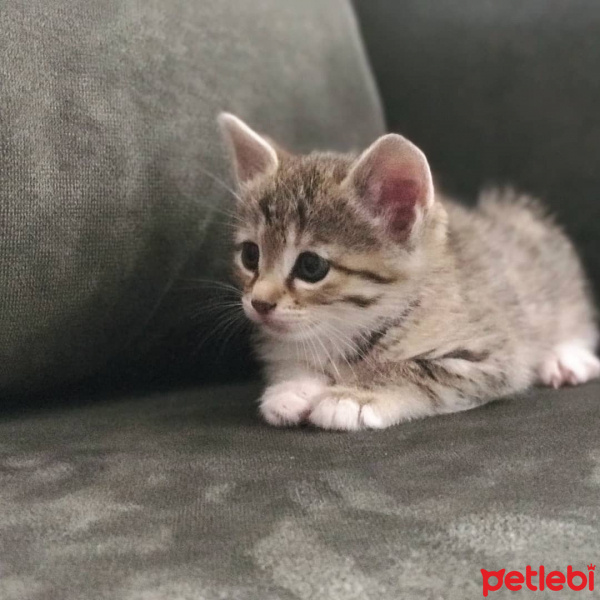 Tekir Kedi, Kedi  Chia fotoğrafı
