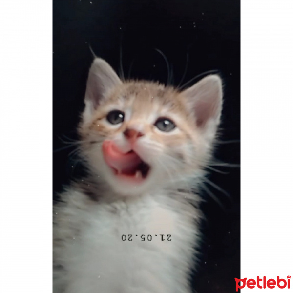 Tekir Kedi, Kedi  Chia fotoğrafı