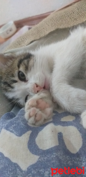 Tekir Kedi, Kedi  Recel fotoğrafı
