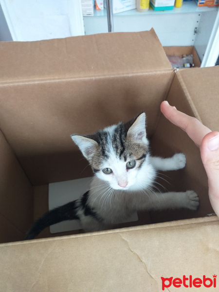 Tekir Kedi, Kedi  Recel fotoğrafı