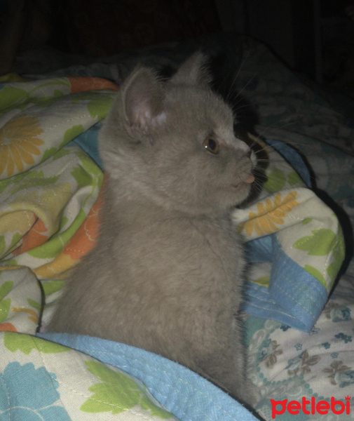 British Shorthair, Kedi  Lina fotoğrafı