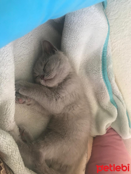 British Shorthair, Kedi  Lina fotoğrafı