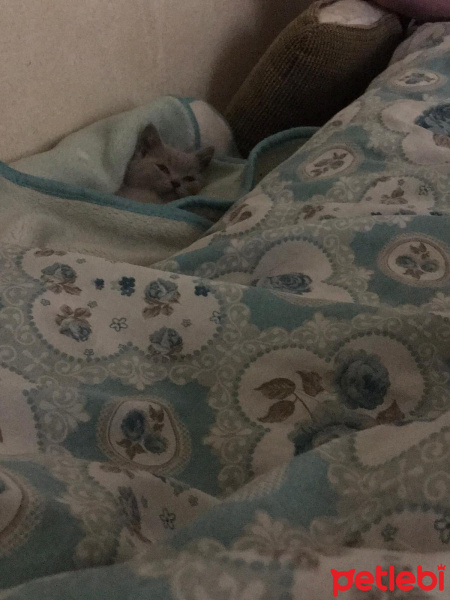 British Shorthair, Kedi  Lina fotoğrafı