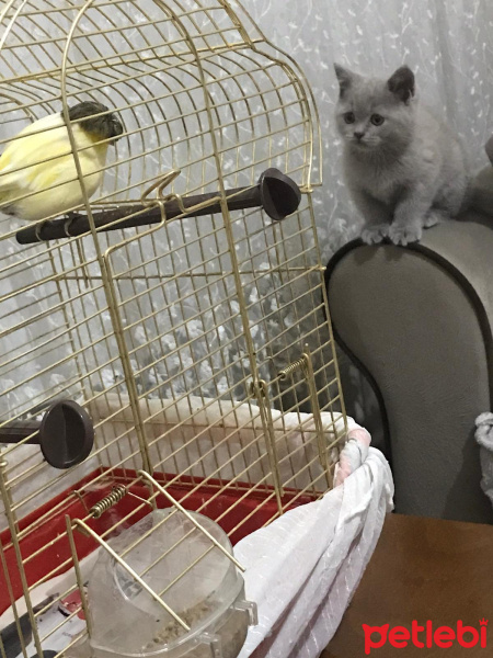 British Shorthair, Kedi  Lina fotoğrafı