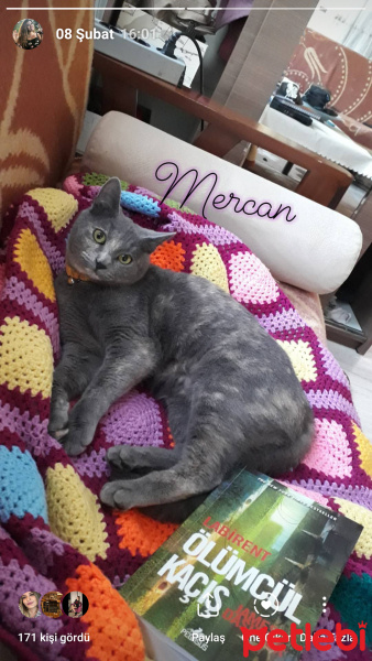 Tekir Kedi, Kedi  Mercan fotoğrafı