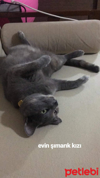 Tekir Kedi, Kedi  Mercan fotoğrafı