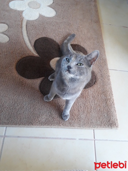 Tekir Kedi, Kedi  Mercan fotoğrafı