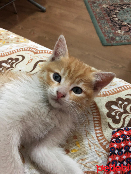 Tekir Kedi, Kedi  Barney fotoğrafı