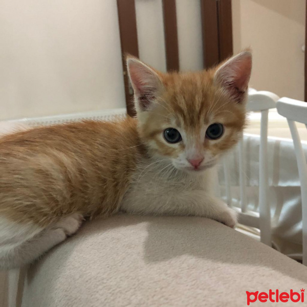 Tekir Kedi, Kedi  Barney fotoğrafı