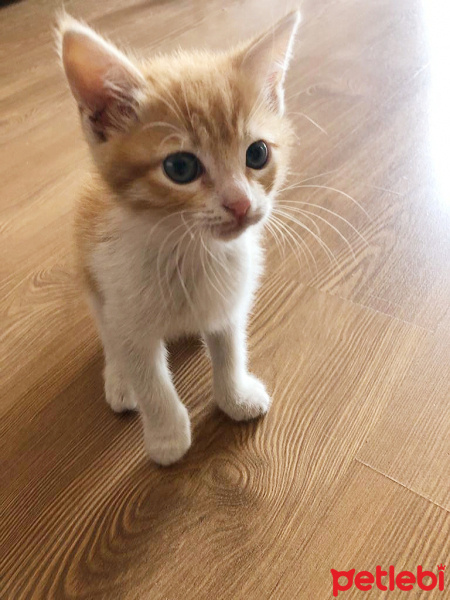 Tekir Kedi, Kedi  Barney fotoğrafı