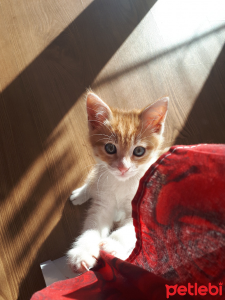 Tekir Kedi, Kedi  Barney fotoğrafı