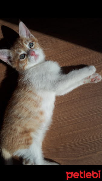 Tekir Kedi, Kedi  Barney fotoğrafı