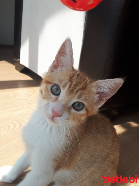 Tekir Kedi, Kedi  Barney fotoğrafı