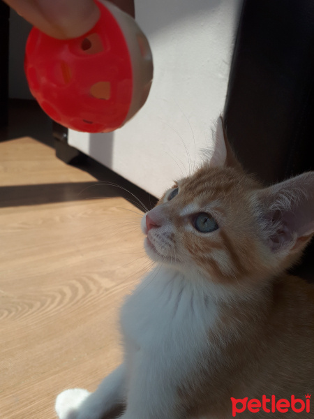 Tekir Kedi, Kedi  Barney fotoğrafı
