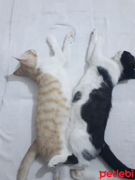 Tekir Kedi, Kedi  Barney fotoğrafı