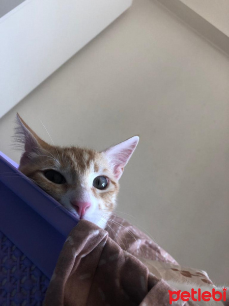 Tekir Kedi, Kedi  Barney fotoğrafı