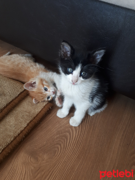 Tekir Kedi, Kedi  Ted fotoğrafı