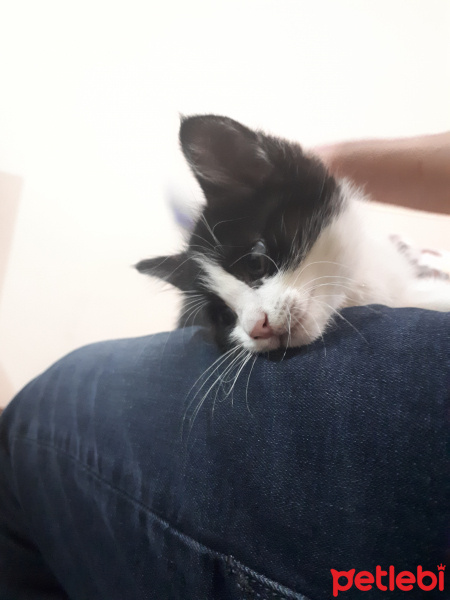 Tekir Kedi, Kedi  Ted fotoğrafı