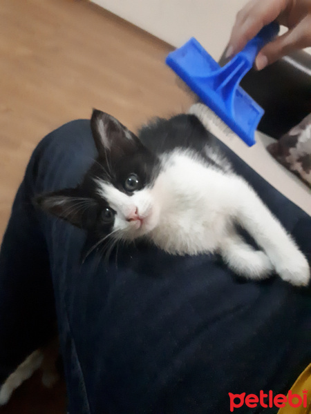 Tekir Kedi, Kedi  Ted fotoğrafı