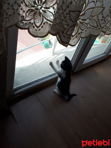 Tekir Kedi, Kedi  Ted fotoğrafı