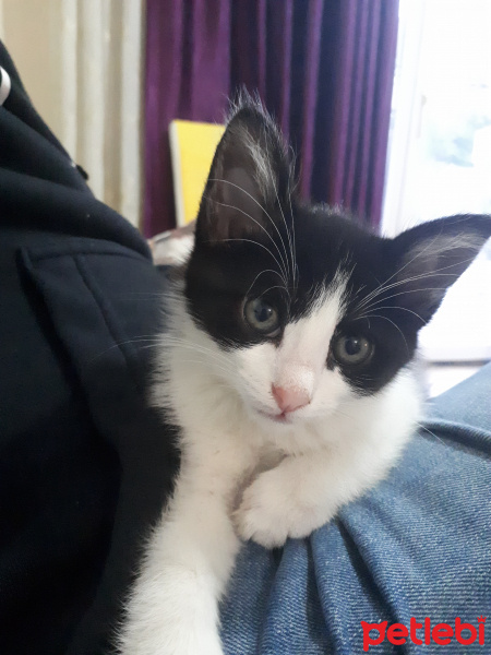 Tekir Kedi, Kedi  Ted fotoğrafı
