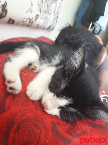 Tekir Kedi, Kedi  Ted fotoğrafı