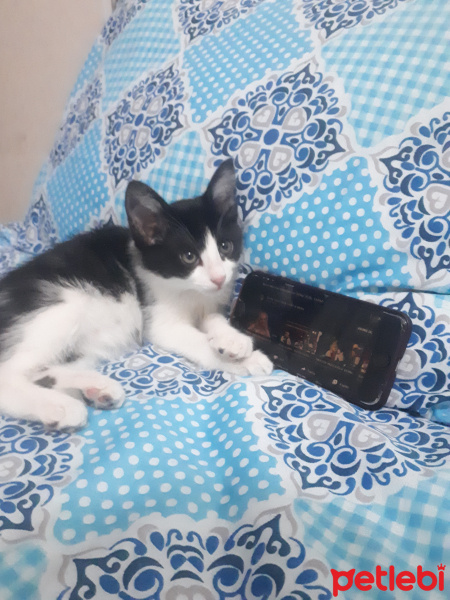 Tekir Kedi, Kedi  Ted fotoğrafı