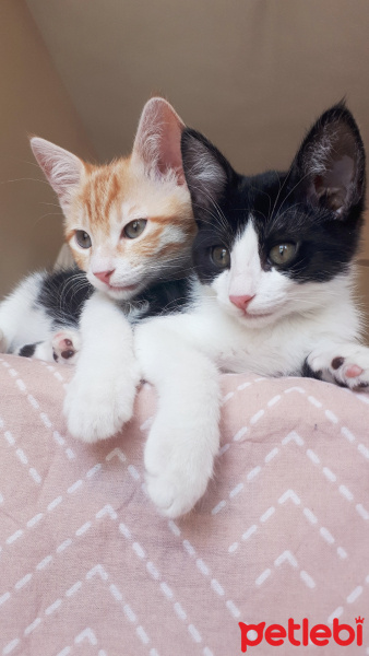Tekir Kedi, Kedi  Ted fotoğrafı