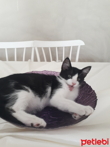 Tekir Kedi, Kedi  Ted fotoğrafı