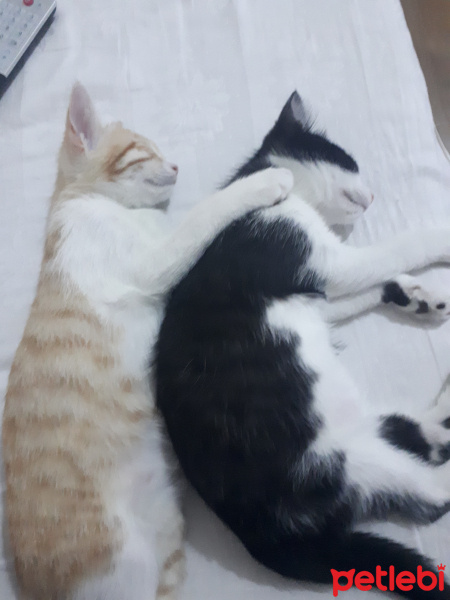 Tekir Kedi, Kedi  Ted fotoğrafı