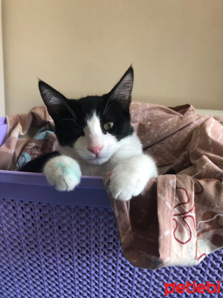 Tekir Kedi, Kedi  Ted fotoğrafı